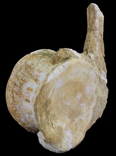 Plesiosaur (Zarafasaura) Dorsal Vertebrae - Morocco #64662